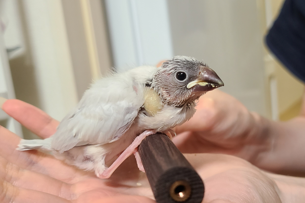 文鳥の雛の成長の遅れについて。先週に、生後3週間になる文鳥の雛を... - Yahoo!知恵袋