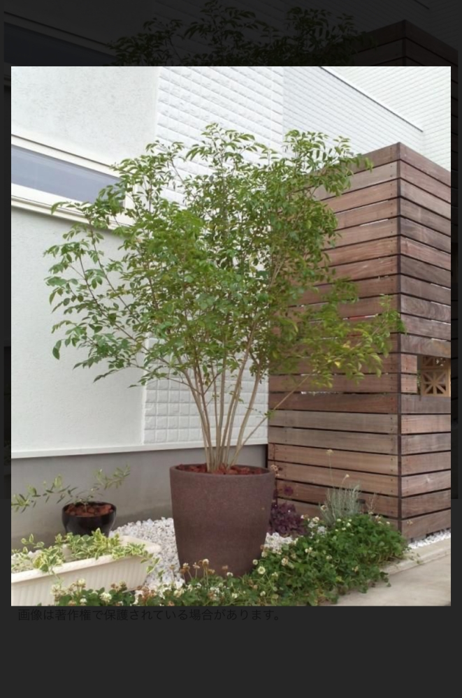 シマトネリコの鉢植え4年前くらいにシマトネリコの苗を植えました。10 