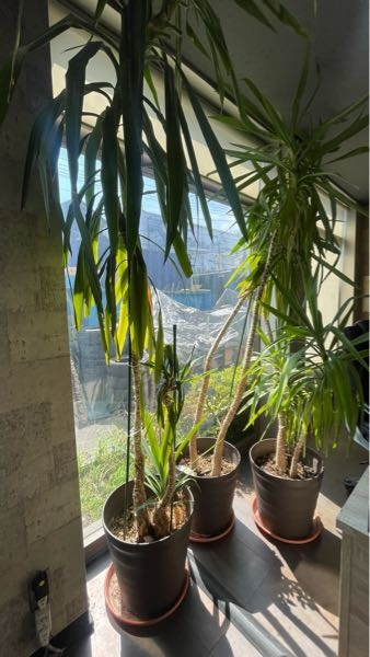 ユッカ（青年の木） | 観葉植物通販HitoHana（ひとはな）