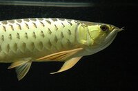 １２０ ４５ ４５の水槽で飼えるアロワナっていますか いたらその種類を教 Yahoo 知恵袋