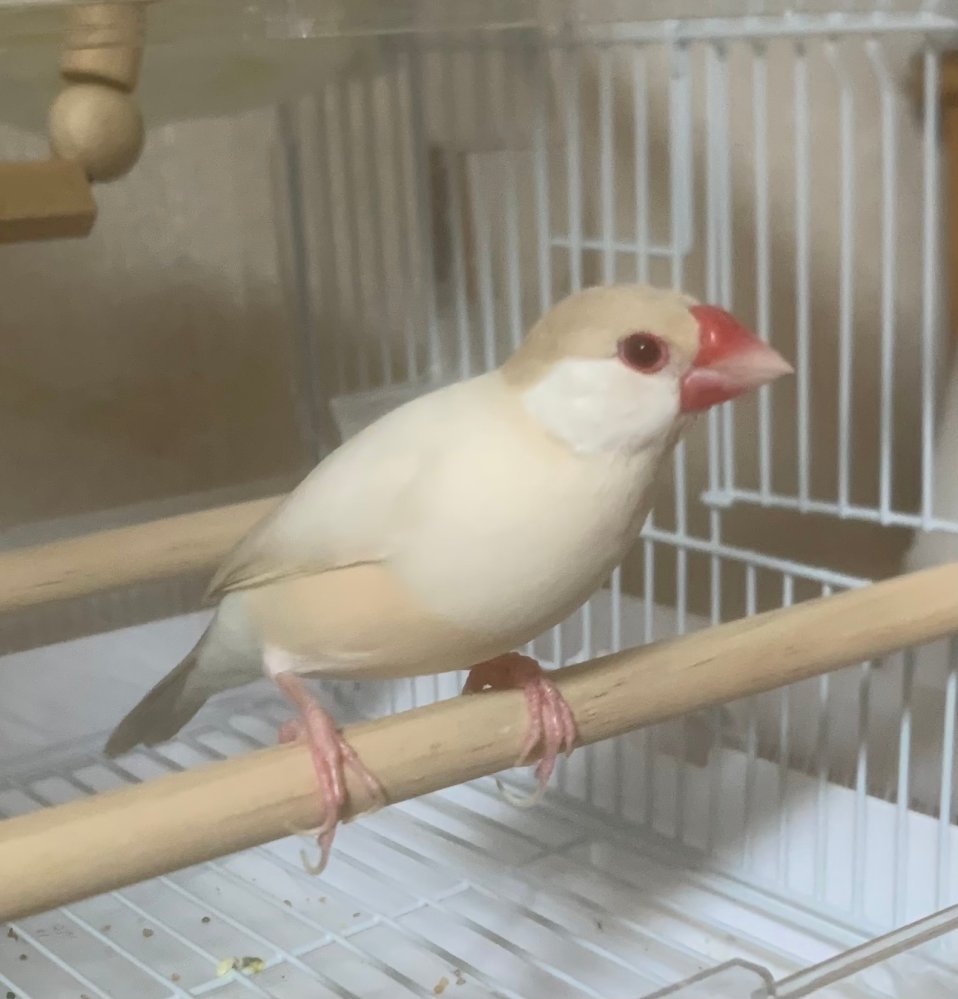 クリーム文鳥かシナモン文鳥か知りたいです。ただ気になっているだけで