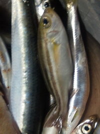 和歌山県マリーナシティで釣れました しましまの小さい魚の種類 食べ方を知り Yahoo 知恵袋