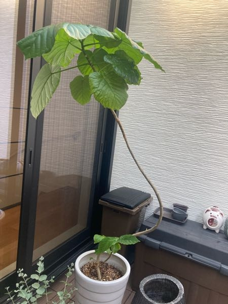 ウンベラータがこのようになってしまいました。今は外に出しています