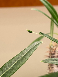 グラキリス休眠中株について質問です。塊根植物パキポディウムグラキリス... - Yahoo!知恵袋