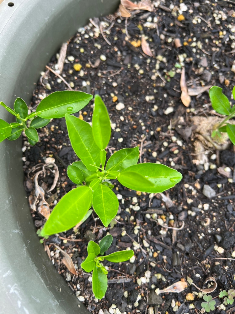 これは何の植物か教えてください。 オーリーブの木の鉢に芽がいくつか出てきて、最初雑草か？？と思い抜こうかとおもったのですが雑草にしてはしっかりしているので抜かずに様子を見ていますが 何か気になりグーグル先生できいても、柚子とかいろいろ出てきました。 おわかりになられる方がおられましたらお願いします。 ホームセンターで買った土を上に付け足してから発芽してきたので 買った土に種がまじっていたのか？？鳥がもってきたのか？？といろいろ 考えています。 雑草でしょうか？？