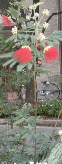 街中で見た綿毛のような赤い花 フワッとして可愛らしい花でした ピンク Yahoo 知恵袋