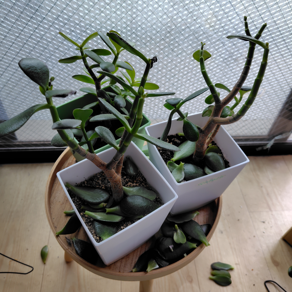 金のなる木について質問です。朝起きるといきなり葉が落ちるよう