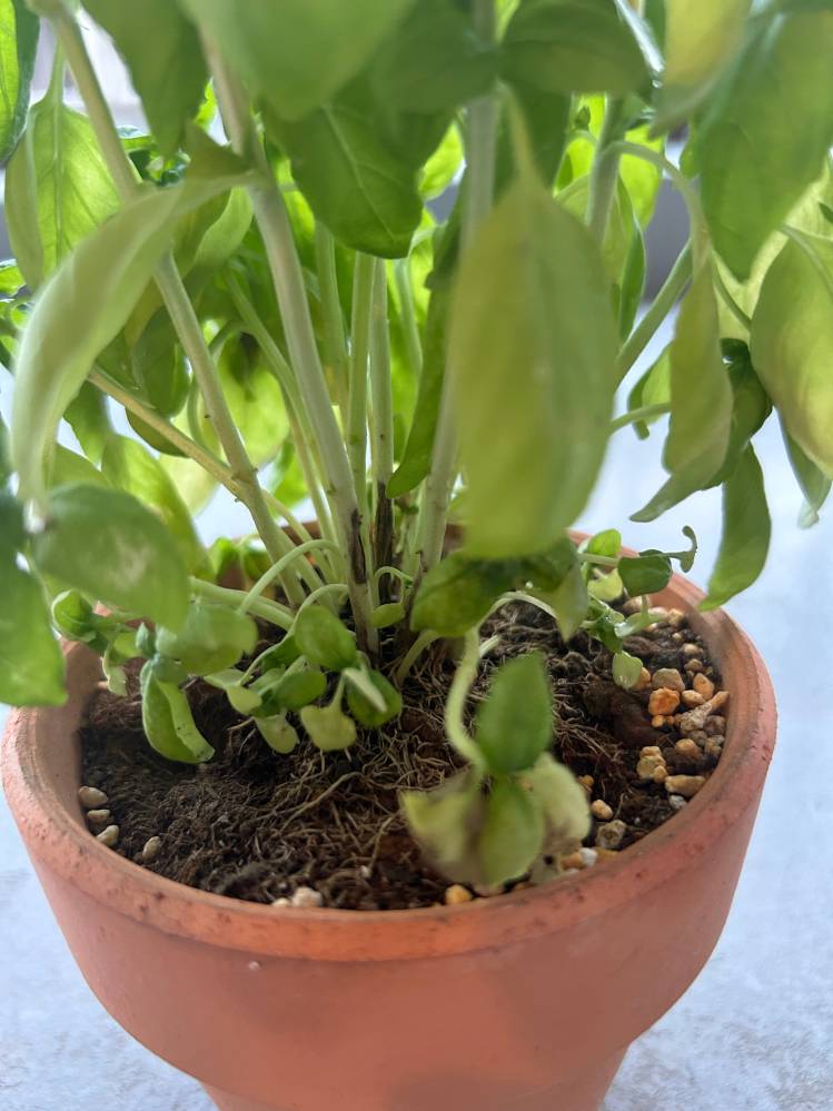 バジルの鉢植えについて質問です。ホームセンターでバジルの苗を1週間