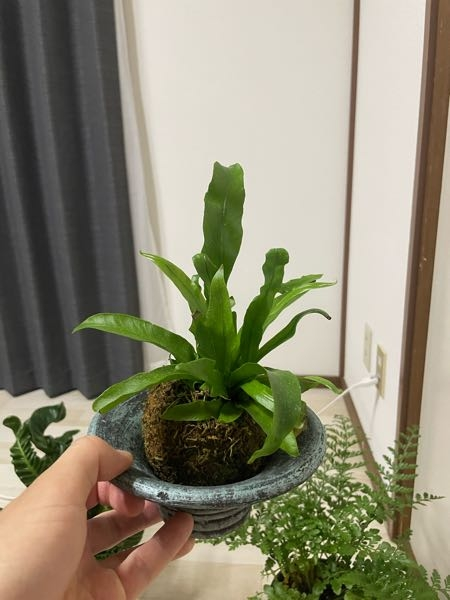 アスプレニウム苔玉の植え替え(鉢サイズについて) - 園芸店で買