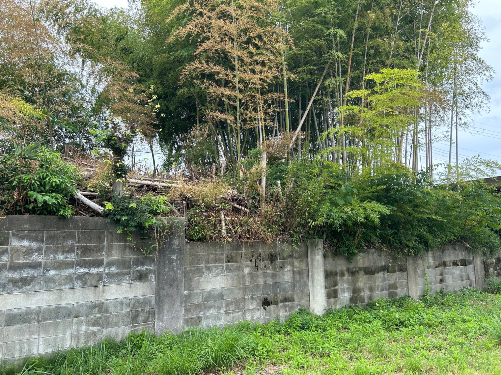 道路側の反対側が竹林の土地を購入しようか迷っています。 竹林が生えてる土地の広さは60坪程だと思います。 購入しようと考えてる土地が約50坪です、竹林が南側ですが土地が広いので他の方向から日当たりは確保できると考えています。 無知なので日当たりが悪くなる以外にどのようなデメリットがあるのか教えていただきたいです。 よろしくお願いします。 虫が大嫌いなので特に虫が多いなど虫に関するデメリットを教えていただけると助かります。