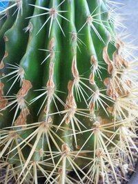 すみません サボテン 金鯱 についての質問です この画像ではわか Yahoo 知恵袋