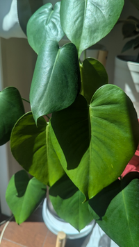 観葉植物のモンステラを育てていますが、初めの葉っぱだけ