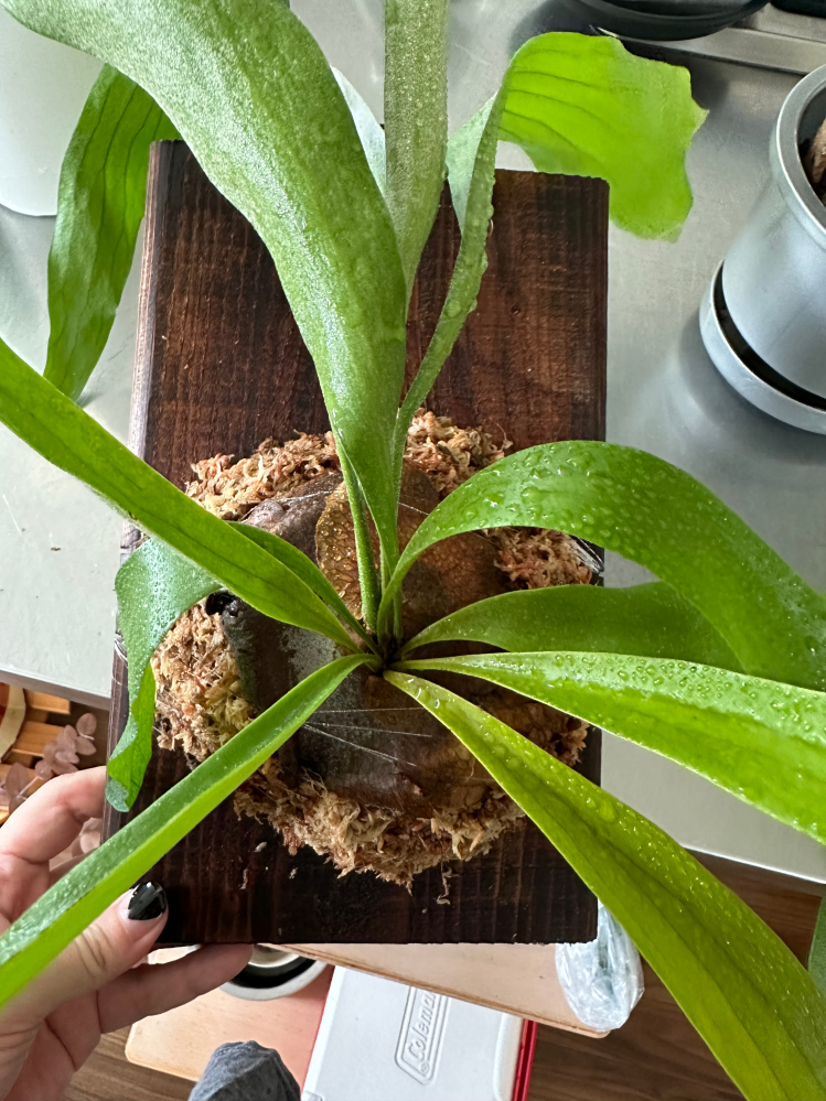 ビカクシダの鉢植えをはじめて板付けしました。貯水葉をチョキチョキして苔でつけたのですが根っこは全部ない状態なので板付けした後に不安になってきました。このままで新しい貯水葉は展開してきますか？