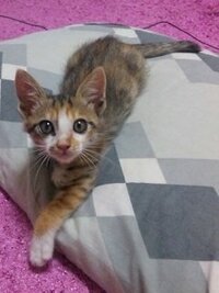 洋猫と和猫 うちの子猫は洋猫の血が入ってますか 拾った雑種の子 Yahoo 知恵袋