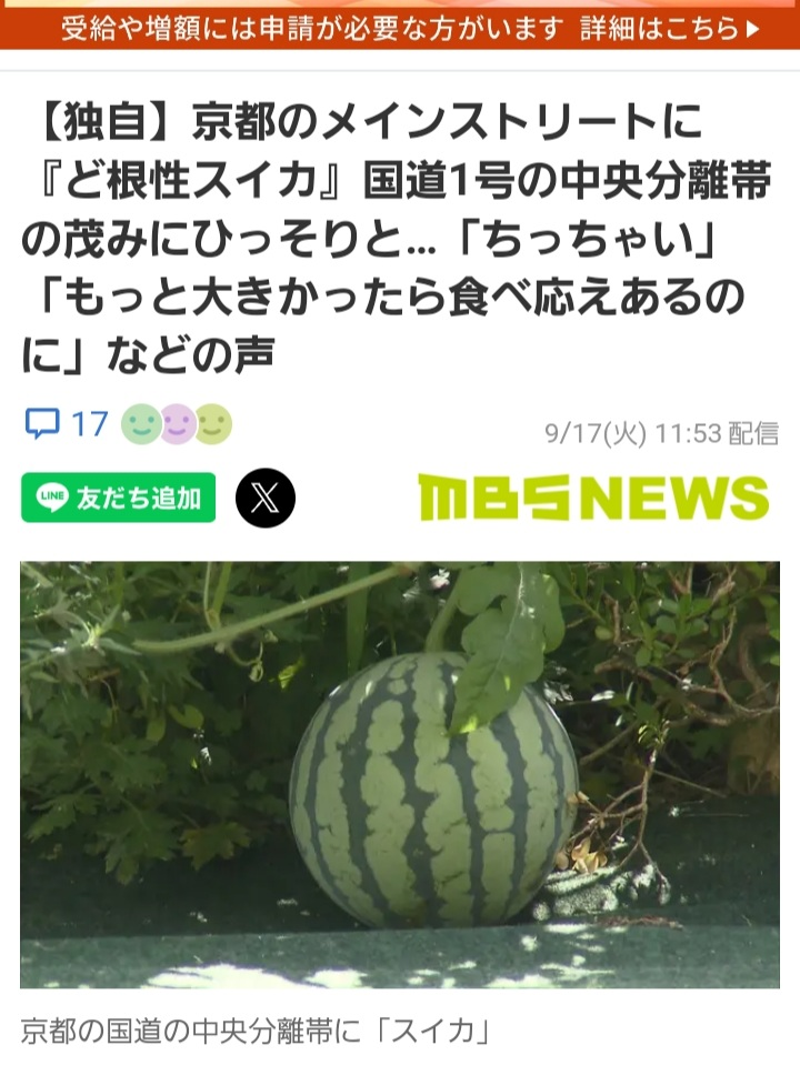 京都のド根性スイカを見に9月17日PM4:00頃、烏丸五条交差点近辺をウロチョロしてましたがド根性スイカはありませんでした。誰かが回収したのでしょうか？