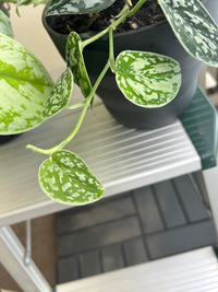 スキンダプサス バクダパティ ＋ シンバラ❣️極斑 新芽動いてます Amazon｜PLANCHU 観葉植物 スキンダプサス トレビー 4号吊り鉢
