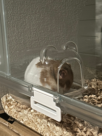 2日前に飼い始めたゴールデンハムスターがご飯を食べないです(;_;)

2日前に生後半年のゴールデンハムスターを飼いました。 ペットショップで食べてたペレットをそのまま購入して置いているのですが全然減ってる様子が無く、水も飲んでるところをまだ見ていません。
おしっこはやっと今日確認できました、、。
まだ来たばかりだから環境に慣れてなく食べないだけなのでしょうか？？

部屋も置いて...