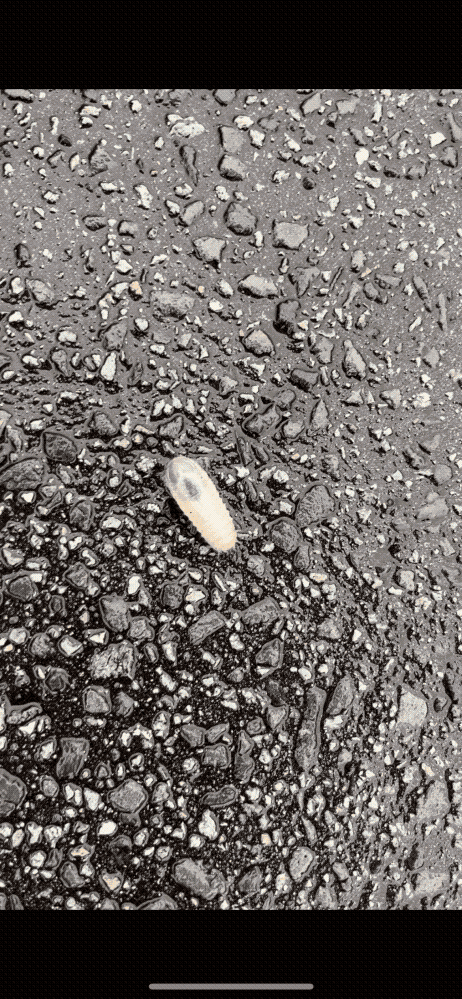 この虫はなんですか？ 雨の中道路上にいました