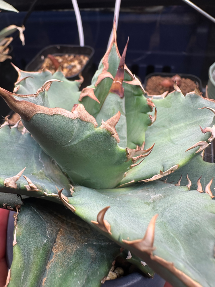 ヤフオクでこのようなアガベの商品がありました。多肉植物アガベ