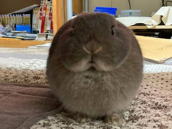 英語で「うさぎは球体です」という場合、 The rabbits are spherical. で自然ですか？ そもそも変な例文なのはごめんなさい笑