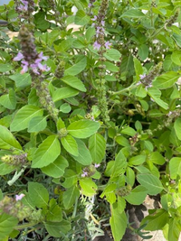 この花はなんでしょうか？
甘い香りがして、ラベンダーという噂もあります。 