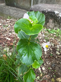 この花の名前を教えてください 