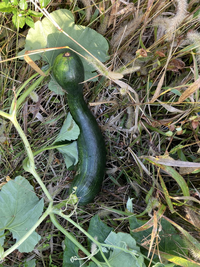 鶴首かぼちゃは茶色く変色してから収穫、

少し保管して追熟させてから食べていましたが

今年は今のこの時期にまだ緑のが多いのです。

この場合茶色になるのを待てばよいのでしょうか？ 