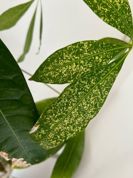 庭の木を切っていいか・・・ - 庭にどんぐりの木があります。これは