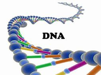 【日本人 DNA】DNA分析で解かった。三種類の日本人がいることがはっきりしてきた。この動画で語られている日本人のルーツで間違っている箇所がありましたら、その部分を箇条書きでご指摘ください。 （正しい部分は無用です）（失礼な長文ならびに頼んでもいない証拠、リンクの貼り付けはご遠慮ください）

https://www.youtube.com/watch?v=QRKH4ffMhuo&...