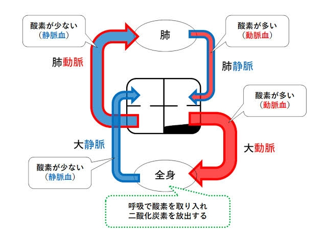 中2理科の生物です。 静脈には二酸化炭素が多く含まれているみたいですが、血液の循環という図によると肺静脈に酸素が多く含まれていると書いてあって、静脈という名前なのに酸素が多いのはなぜかを教えていただきたいです。また、逆で肺動脈は動脈という名なのに二酸化炭素が多い理由も、なるべく簡単な説明でお願いいたします。 画像はhttps://chuugakurika.com/2018/01/17/post-1400/という方のサイトの引用です。