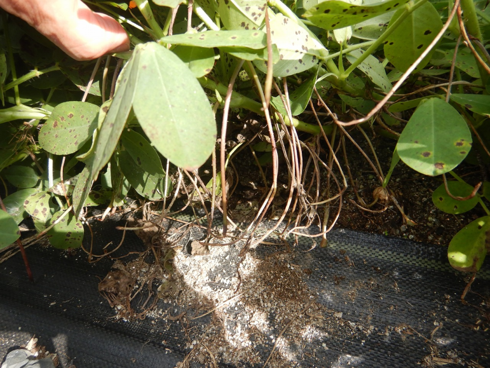 落花生の収穫について 5月の初旬に苗で植えた落花生ですが、１１月になってもなかなか枯れる気配がありません。この状態で収穫して大丈夫でしょうか。アスファルトと土の間に防草シートが敷いてあり、その上に枝葉が伸びてきています。その部分の下には、実がつくであろう地下茎？が伸びてきていますが、そこは枯れかけてきています。植えた株の周りにはしっかりとした実がなるものでしょうか。