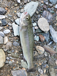 お魚マスターさん、お願いします！
今日は、川釣りしました！この魚なんですか？！サツキマスがサクラマスかなと思っています！ 