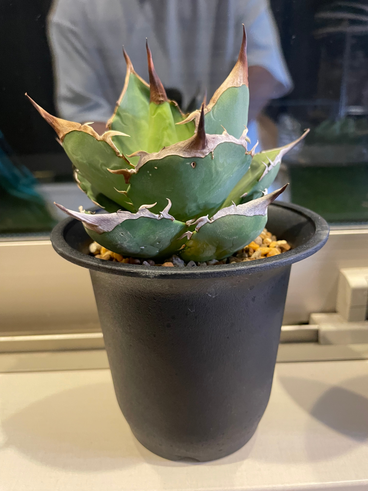 アガベの品種について質問です。ノーネームの実生のアガベを購入した