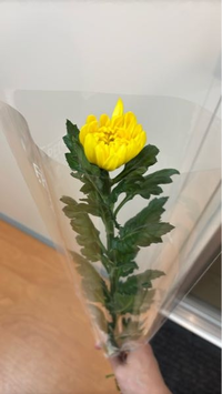 この花の名前を教えてほしいです