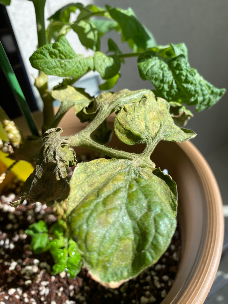 ミニトマトについての質問です。 7月にミニトマトを植え現在室内プランターで4株育てています。 そのうちの1株のミニトマトがサビダニにかかったと思うのですが写真を見て頂いてどう思いますか？ 上には小さな実が幾つかついておりその茎や若葉はまだ綺麗な緑で枯れた感じもありません。 この場合、枯れている茎と葉を切り落として実がついている茎を植え直してもいいのでしょうか？ 別で育てている3株たちはこのように茎も枯れておらず、実もしっかり赤く育っているのでなぜこの1株だけ枯れているのか分かりません…。