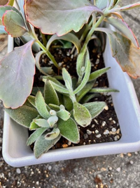 月兎耳と星兎耳と胡蝶の舞を寄せ植えしたのですが、調べたら月兎耳は寄せ植えする時には十分なスペースを取ってと書いてありました。

画像のような感じだと近すぎますか？ 近すぎとなれば再度植え替えが必要ですか？
昨日お迎えして今朝植え替えしたばかりなのですが、大丈夫でしょうか？