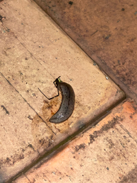 ナメクジが蜘蛛食べてたんですけど、ネットで調べたら蜘蛛は食べないと書いてあって、どっちが本当ですか？これ食べてますよね？！蜘蛛！ 