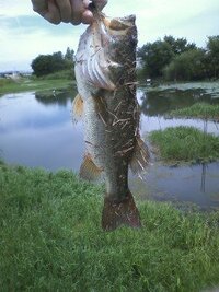 京都の桂川でバス釣り 桂川の冬場でお勧めのポイントをご紹介ください Yahoo 知恵袋