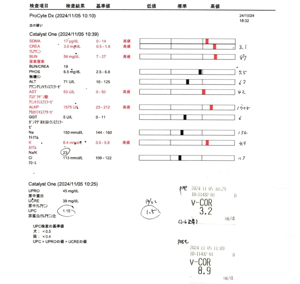 【nfk様、腎臓疾患から来る膀胱炎と膵炎の治療についてのご相談】 nfk様初めまして、突然の名指しでのご質問となり恐縮致しますが、お目に留まりましたらお答えいただけましたら幸いです。 腎臓疾患で闘病する愛犬について調べていてnfk様を知り、いろいろと学ばせていただいておりますが、是非ともご相談をさせていただきたく思い投稿させていただきました。 ミニチュアシュナウザー オス14歳 体重7.3～7.8(最近は7.5平均ですが元々は8キロ台の体格です) 2月下旬吐きと下痢の症状と共に腰が抜けて歩けなくなる状態が突然出てしまい、CT&内視鏡その他の検査の結果、IBDから来る胃腸疾患、そして前庭疾患が疑われ、そのまま急性膵炎も起こした上に元々不安定であった腎臓の値もあがりしばらく入退。 その後家庭での皮下点滴を行いながら、時折入院して静脈点滴をしつつコントロールしていましたが、7月10日の入院中に膀胱炎からくる腎盂炎にかかり、その影響で腎臓の値が急激に上がってしまい、同時に急性膵炎、腎性貧血がおこり対処をし、高度医療センターを紹介され培養検査や感受性検査をして緑膿菌と判明。 更に甲状腺機能低下症が発見されホルモン療法を開始。 抗生剤を続けたものの、抗体が出来てしまい何度か変更しつつその後も緑膿菌が消えることなくダラダラと膀胱炎が続き、尿蛋白や血尿、高カリウム、高カルシウム等々と数値が不安定な状態で、この度再度膵炎が起こりブレンダZとセレニアの注射を三回打って今に至ります。 本日は痛み止めの注射も打ち、足がガクガク震え非常にグッタリとしていて元気がありません。 高カリウムに関しては、こちらでnfkさんの投稿を読み、お薬をCa拮抗薬に変えていただき(アゼルニジピンを自身で取り寄せ)利尿剤のフロセミドを少々、代謝性アシドーシスによる重曹の投与も開始。 それで一旦落ち着きましたがまた上がってきたのでポリスチレンスルホン酸カルシウムを取り寄せて投与し始めました。 アジソン病、クッシング等もIBDでステロイドを長く飲んでいるもののACTH刺激検査をしていただき、COR_Preが3.2、COR_Postが8.9でどちらでもないとのこと。 現在飲んでいるのはこちらです。 <薬> プレドニン フラジール チラージン プリンペラン ウルソ ベラプロスト フロセミド アゼルニジピン 強ミヤリサン錠 ディアバスター カモスタットメシル オメプラゾール プロナミド レボフロキサシン(一か月経過で変更予定) 重曹 朝晩0.2グラムずつ <漢方薬> 広金銭草朝晩2錠 霊芝朝晩1錠 猪苓湯朝晩1錠 淡竹葉シロップ5滴 ベニバナ、田七人参、灯さん花、丹参、紅天景天、サフラン、 スイテツ、ジャダン、天竹黄、お種人参を配合した錠剤半錠 黄耆、甘草、人参、白朮、茯苓、当帰、 芍薬、地黄、川芎、桂皮を配合したシロップ2ml <サプリ> HG EVO 朝晩1錠ずつ 乳酸菌AL三種のバリア朝1錠 アミンアバスト 朝1錠(入手困難でやめる予定) アラプラスゴールド 朝晩1錠ずつ マッタンサーモ、レスベラトロール＋長命草、DHCヘム鉄、 ソースナチュラルズケルセチン 朝晩各半分ずつ アニマストラス 2ml リンケア 朝晩1包ずつ コバルジン 朝晩食事の2～3時間後に2錠ずつ ユーグレナ 朝晩食事の2～3時間後に1錠ずつ ポリスチレンスルホン酸カルシウム 朝晩食事の2～3時間後に 7.5キロ×0.3の2.25グラムを7.5×3.5ccの26.25ccの水で溶いて 夕食時のみ食欲増進剤レメロン1錠 炭酸ランタン取り寄せ中 これらを投薬トリーツでお団子にして口に放り込んで飲ませています。 食事に関しましては匂いがあるモノは全く受け付けず、現在は強制給餌に割り切って、低たんぱく低脂肪のナチュラルハーベストキドニア、サノNなどのドライフードをミルで粉にしてぬるま湯でのばし、20％程度のゆめごはんもミルにかけて混ぜ、200ccのカップ一杯程度のムースを作り60ccシリンジで与えています。 また、食欲増進剤を入れてようやく唯一食べられる豚もも肉の焼いたものや野菜を茹でたものなどは、食べる喜びを奪いたく無く思い、水さらしや茹でこぼしなどの工夫をしながら毎晩一口程度与えています。 両足の静脈の血管が潰れてしまい、本当に静脈点滴が必要な時に血管を残しておきたいとのことで基本自宅で皮下点滴(毎晩250cc)をしています。 また、週に一回のペースでオゾン療法も行っております。 この状態で他に出来ることはありますでしょうか？ 少しでもプラスに向かうことを出来る限りしてあげたいと思っておりますので、どうぞよろしくお願い致します。