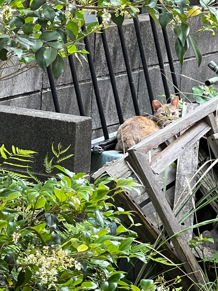 毎日毎日、我が家の庭先で糞尿や、縄張り争いを繰り返していた野良猫、地域猫がパッタリ来なくなりました。市の方で保護してくれたのでしょうか？道を歩く姿も見えなくなりました。 画像は、地域猫です。