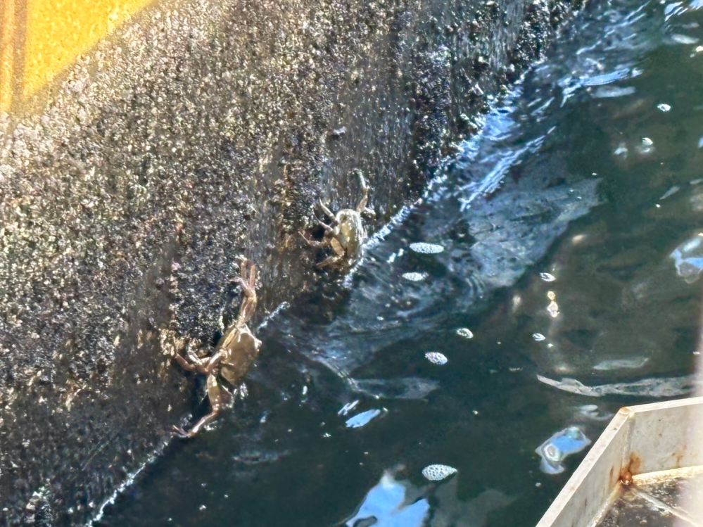 川で見かけた生き物について質問です。 昨日、隅田川で見かけた生き物なのですが、蛙のようにも見えるし、カニのようにも見えます…。蛙にしては足の数が合わないし、カニにしては何だか形が違うような。 この生き物は何でしょうか？ 写真の画質が悪くて申し訳ありません。