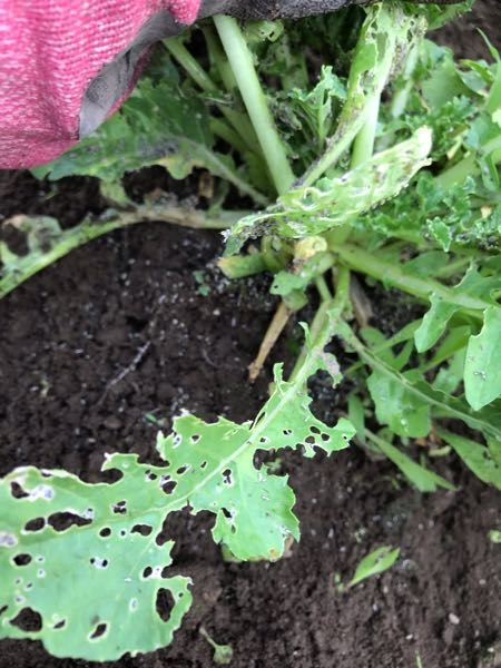 大根です 虫食われも有りますが、葉っぱが白くなってしまいました。 何の病気でどのように対策をしたら良いか教えて頂けますでしょうか。 宜しくお願い致します。