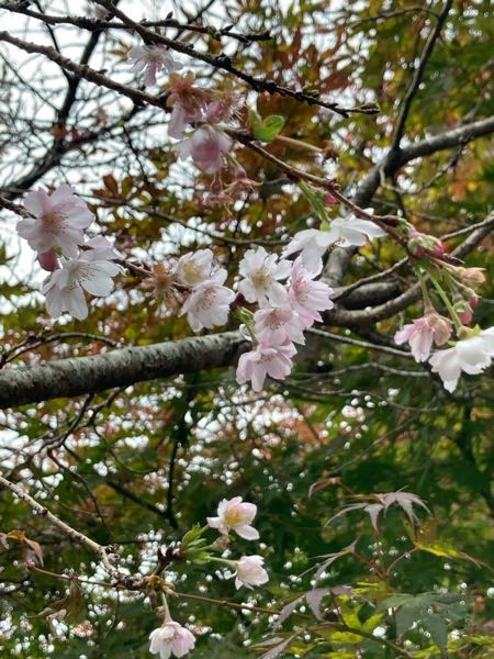 今日、山に紅葉を観に行ったのですが、桜らしきものが咲いていました。これは桜なんでしょうか？