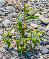 この野草の名前を教えてください。

河原に生えていたのですが、これは何という植物でしょうか？
Googleレンズではサナエタデと出たのですが、確信が持てません。 ヤナギタデのようにも思えるのですが・・。

詳しい方、教えていただけると幸いです。
よろしくお願いいたします。