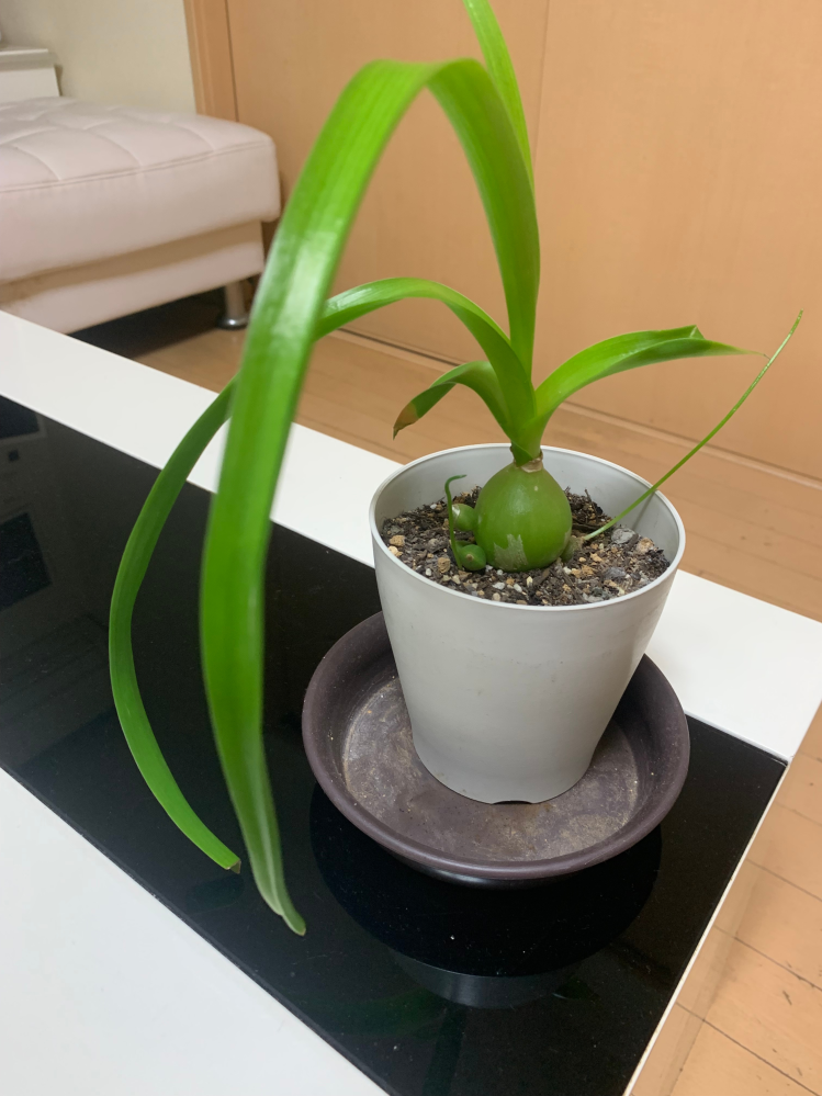 この植物は何でしょうか 道の駅で500円で購入しました ラベルには蘭と書かれていました 育て方を勉強したくどなたかご教示ください