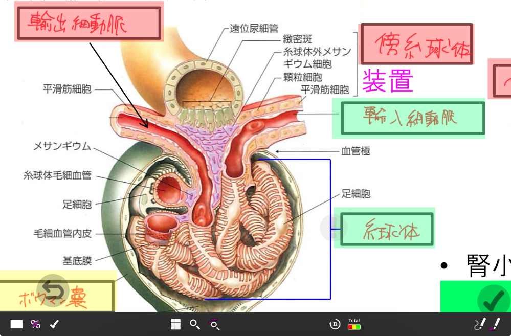 腎臓 糸球体の輸出細動脈と輸入細動脈を画像から見分けることは可能ですか？ 渡された資料を見ても違いが分かりません....