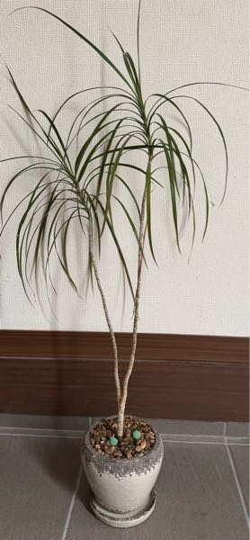 この観葉植物の名前を教えてください！ 宜しくお願い致します。