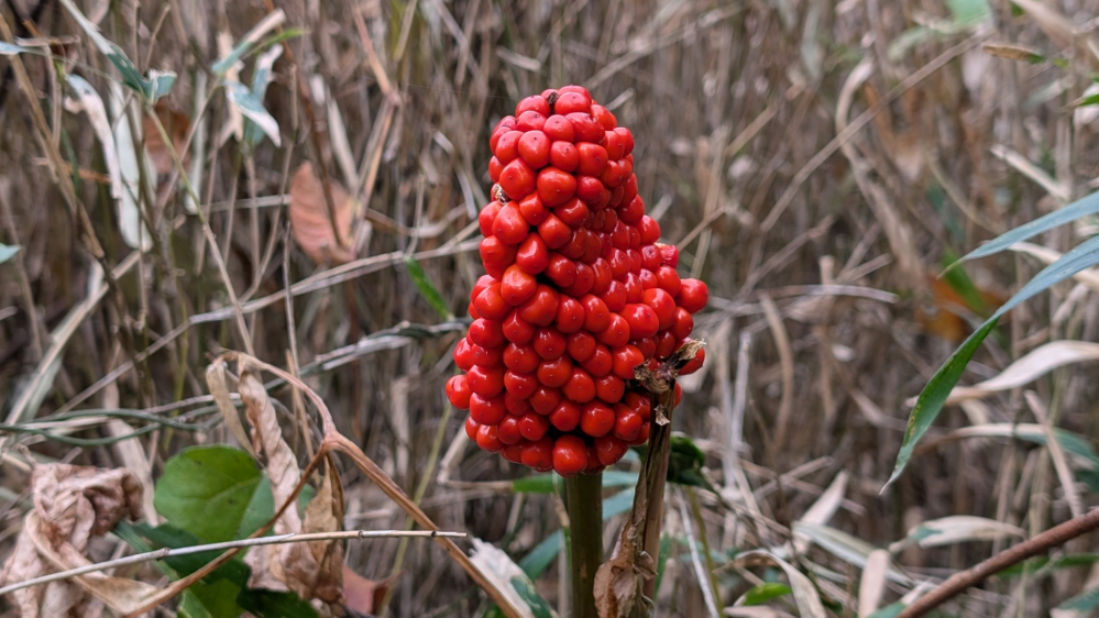 添付写真の実？の植物の名前を教えて下さい