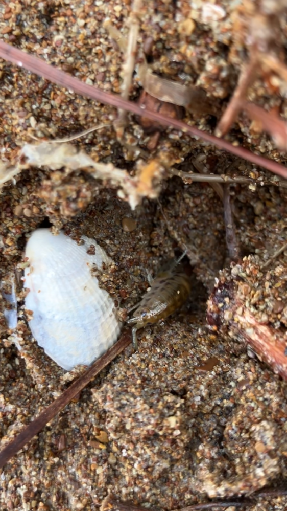 このエビのような生き物の正体は何でしょうか。