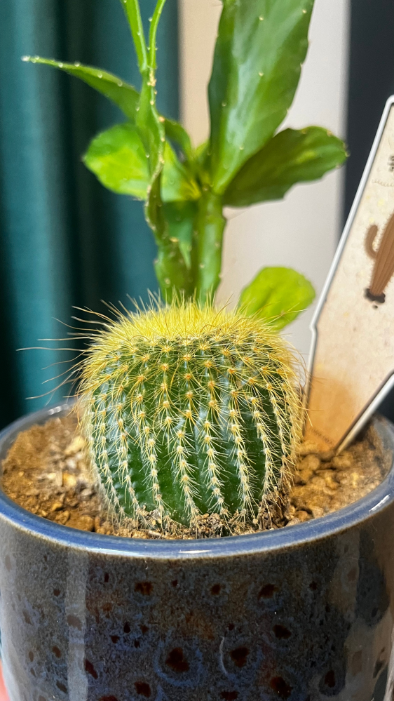 このサボテンがなかなか伸びません。現在たかさ5、6cmほどで、3ヶ月